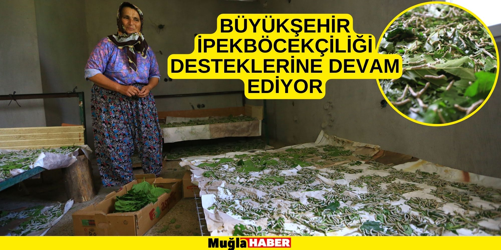 BÜYÜKŞEHİR İPEKBÖCEKÇİLİĞİ DESTEKLERİNE DEVAM EDİYOR