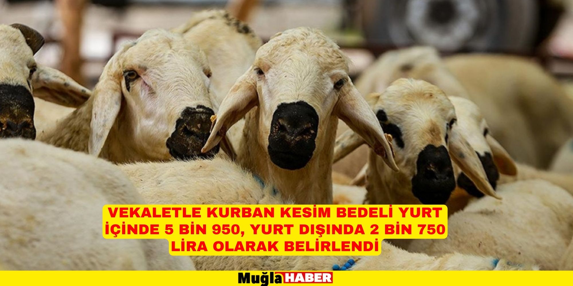 Vekaletle kurban kesim bedeli yurt içinde 5 bin 950, yurt dışında 2 bin 750 lira olarak belirlendi