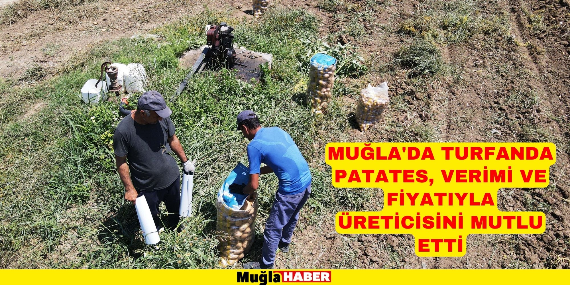 Muğla'da turfanda patates hasadı sona erdi