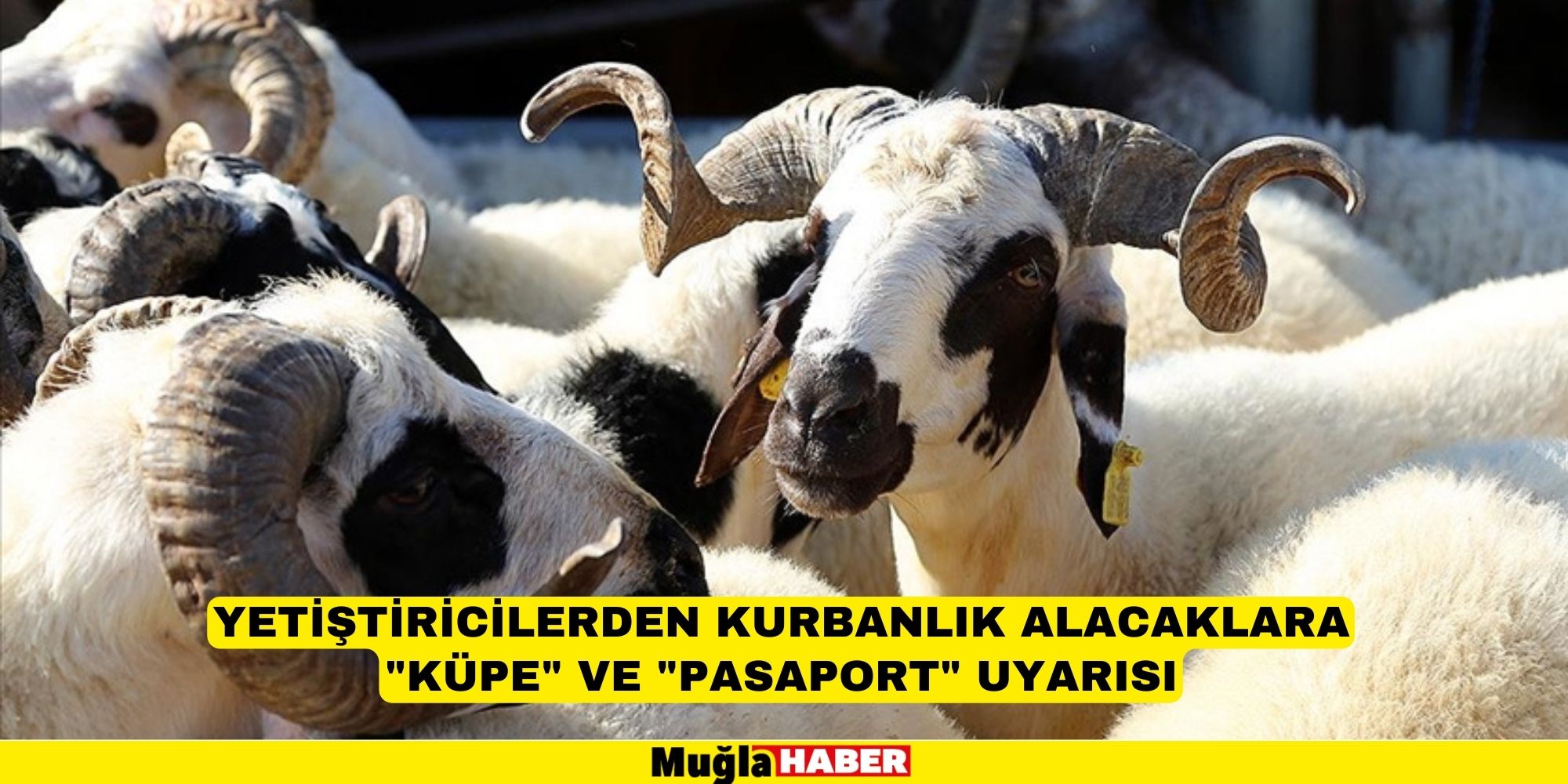 Yetiştiricilerden kurbanlık alacaklara "küpe" ve "pasaport" uyarısı