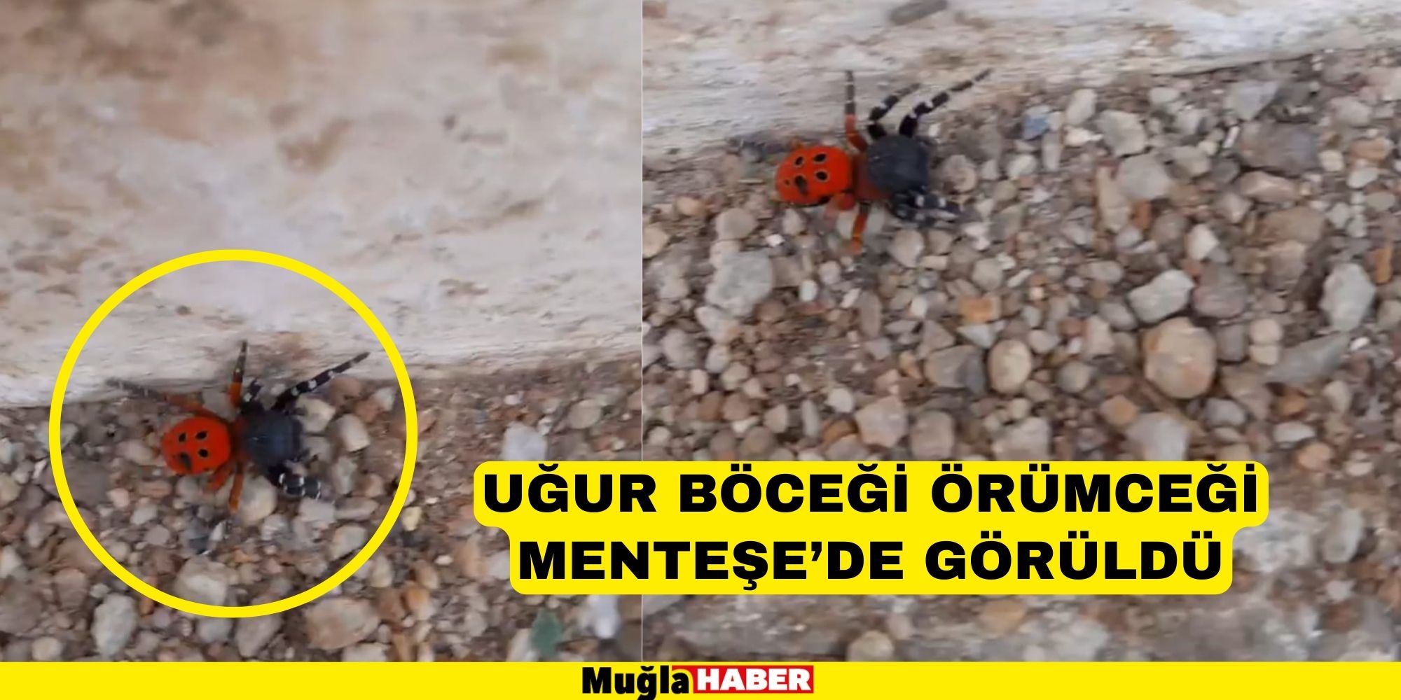 UĞUR BÖCEĞİ ÖRÜMCEĞİ MENTEŞE’DE GÖRÜLDÜ