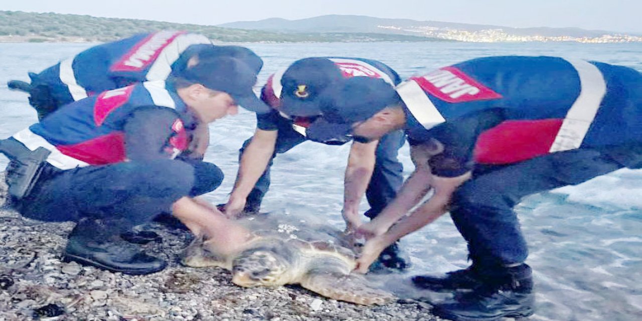 BAŞINDAN YARALI CARETTA CARETTA TEDAVİ ALTINDA