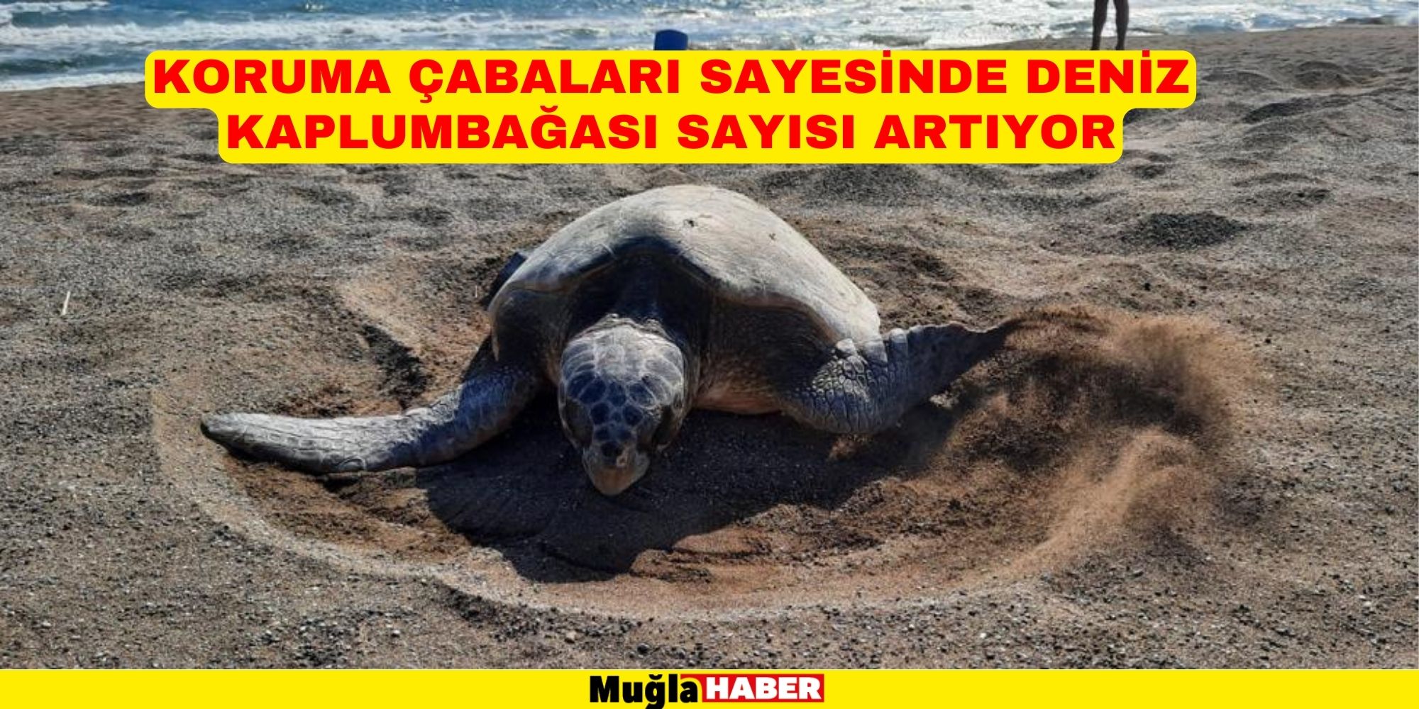 Koruma çabaları sayesinde deniz kaplumbağası sayısı artıyor