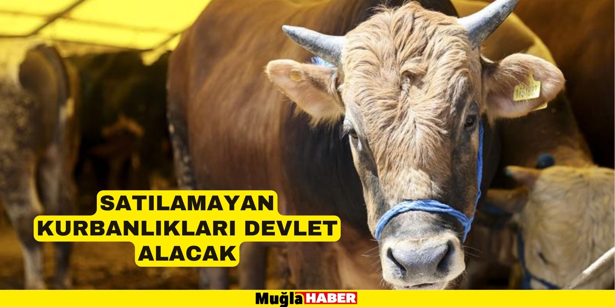 Satılamayan kurbanlıkları devlet alacak