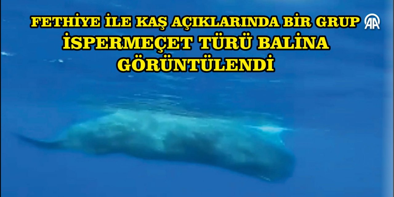 FETHİYE İLE KAŞ AÇIKLARINDA BİR GRUP İSPERMEÇET TÜRÜ BALİNA GÖRÜNTÜLENDİ