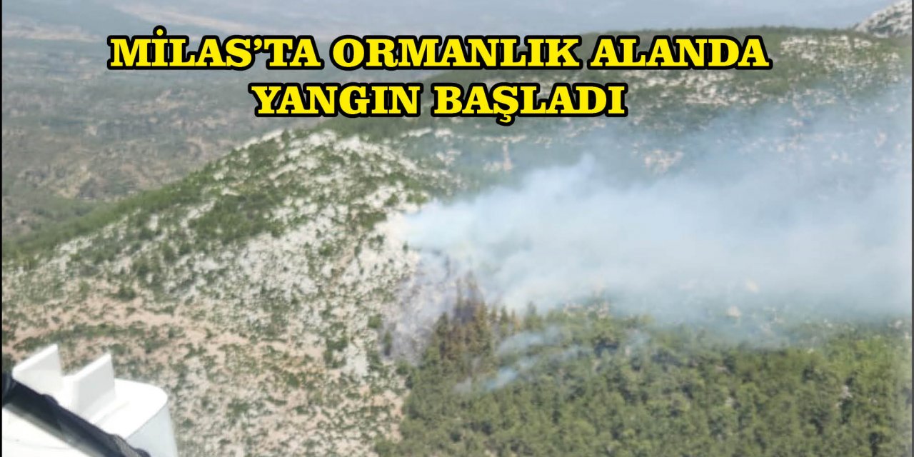 MİLAS'TA ORMANLIK ALANDA YANGIN BAŞLADI