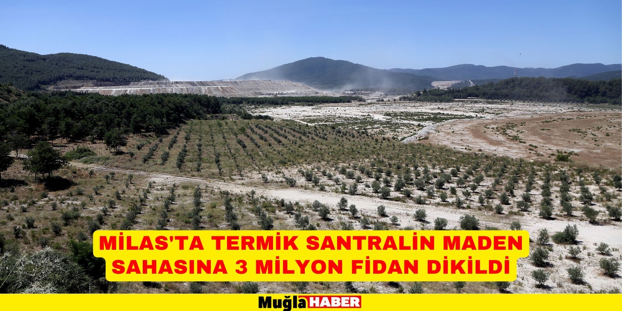 Milas'ta termik santralin maden sahasına 3 milyon fidan dikildi