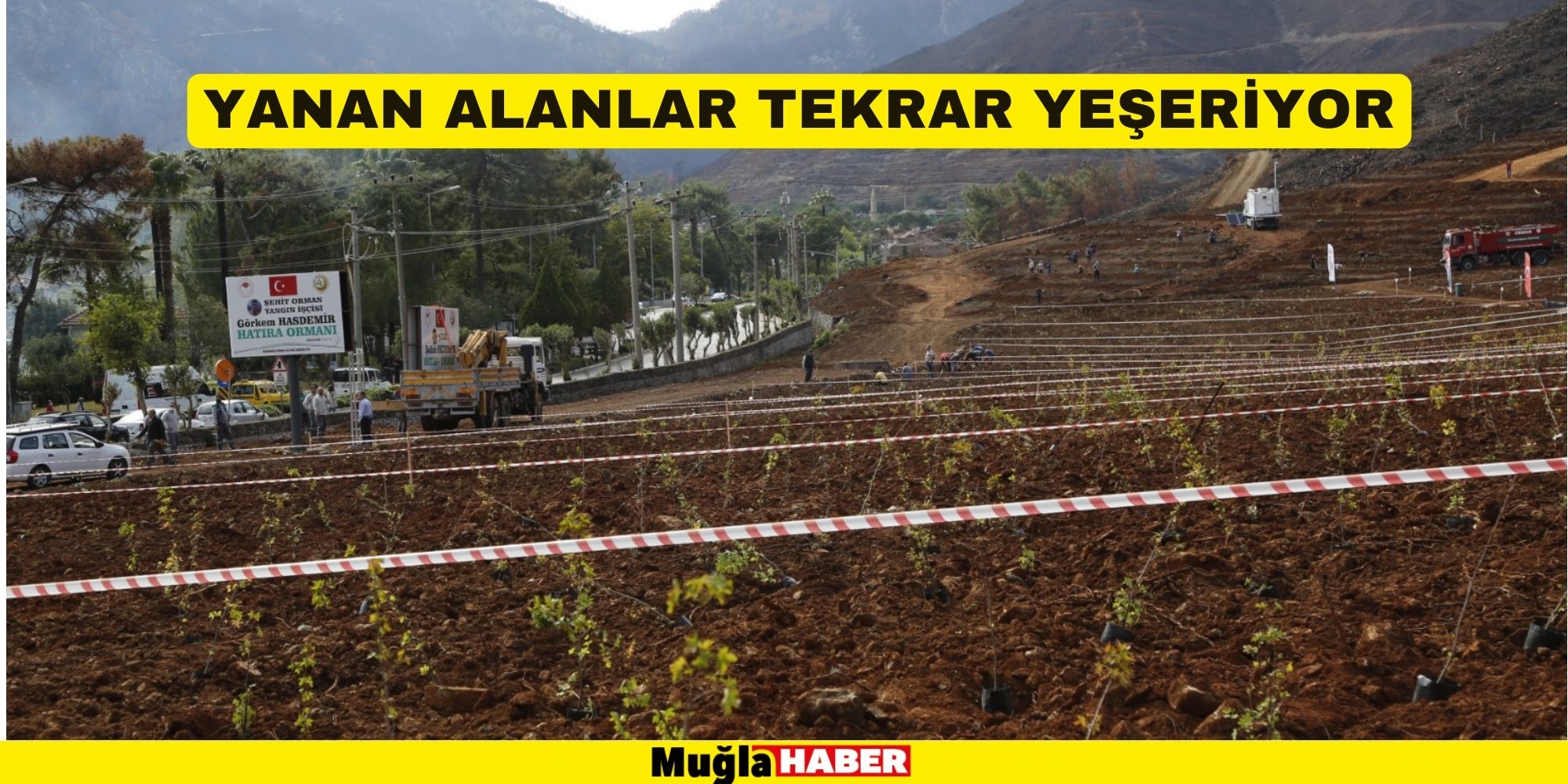 Yanan alanlar tekrar yeşeriyor