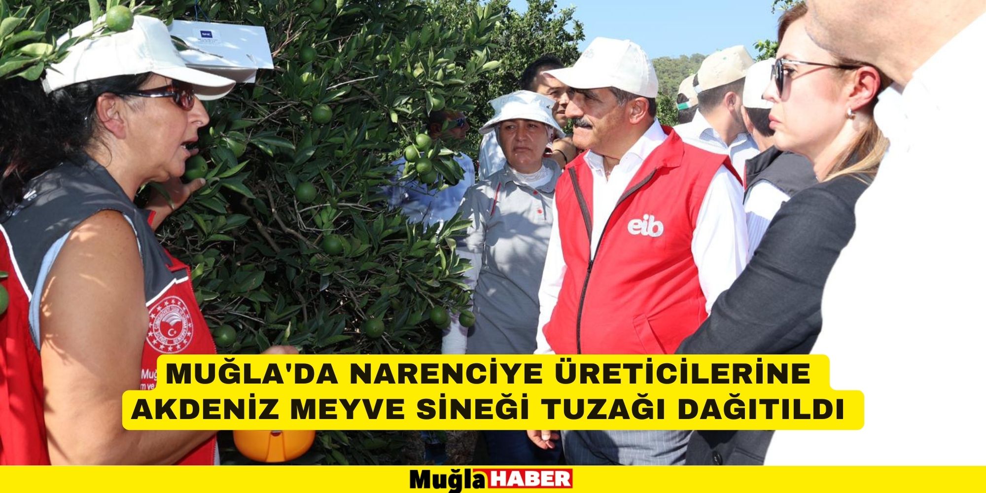 Muğla'da narenciye üreticilerine Akdeniz meyve sineği tuzağı dağıtıldı