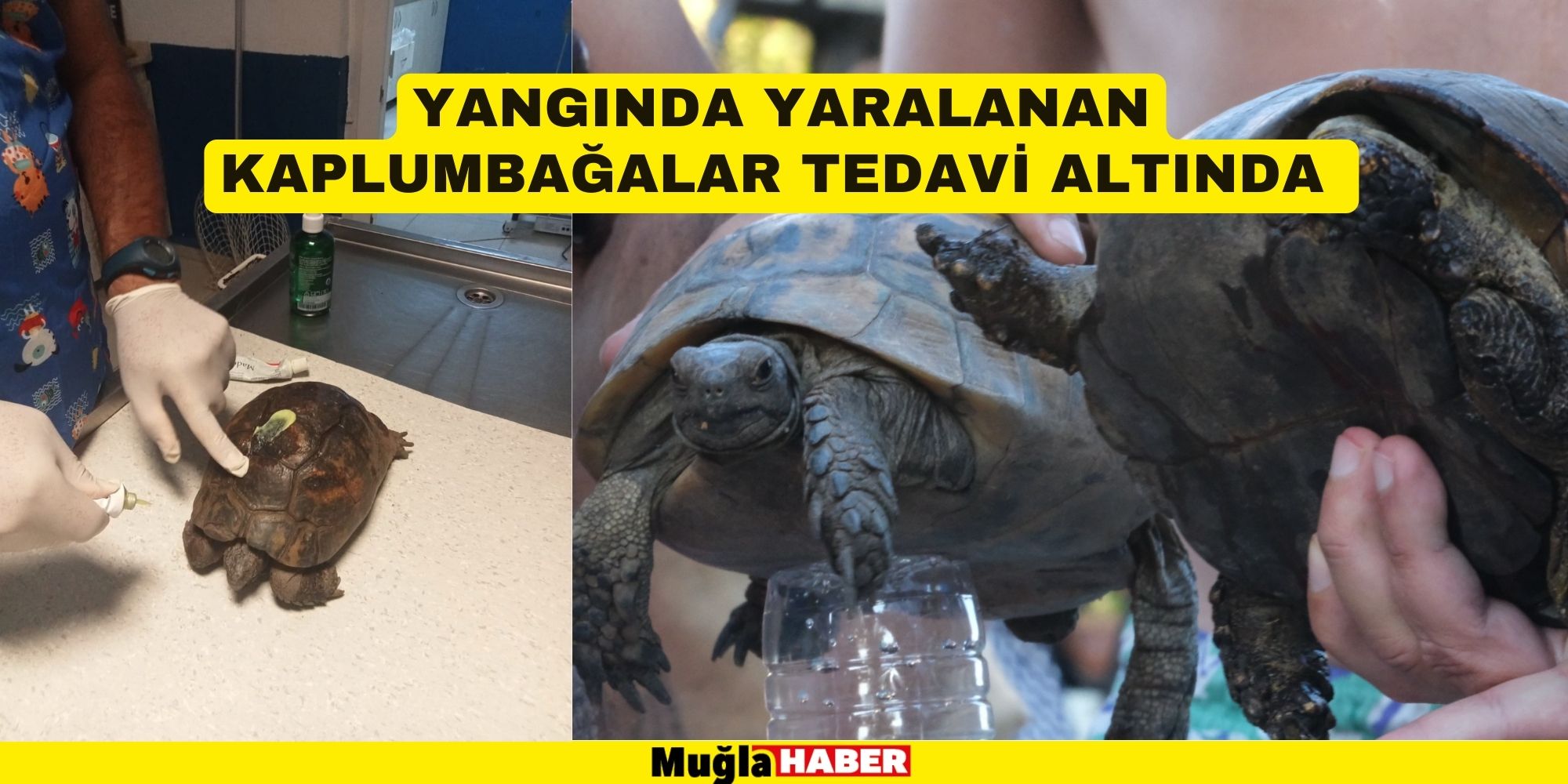 YANGINDA YARALANAN KAPLUMBAĞALAR TEDAVİ ALTINDA