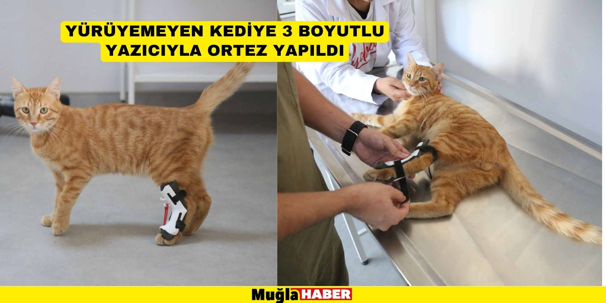 YÜRÜYEMEYEN KEDİYE 3 BOYUTLU YAZICIYLA ORTEZ YAPILDI