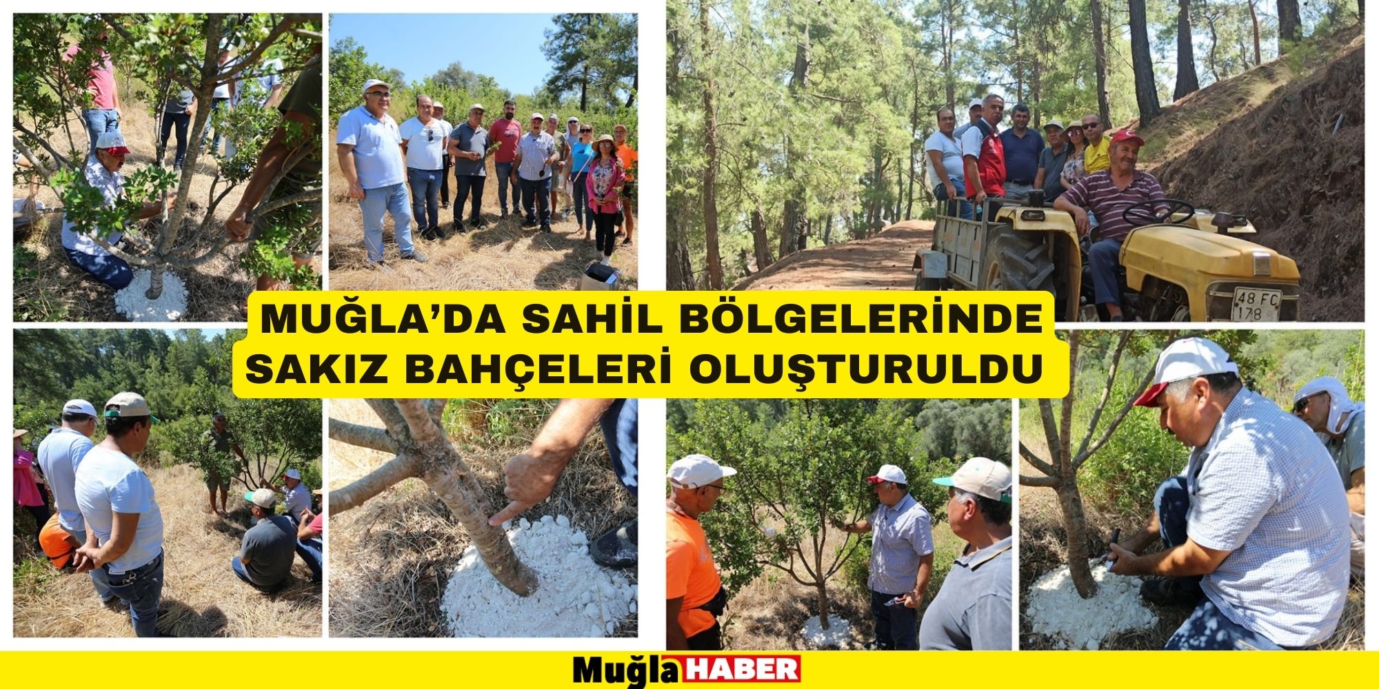 MUĞLA’DA SAHİL BÖLGELERİNDE SAKIZ BAHÇELERİ OLUŞTURULDU