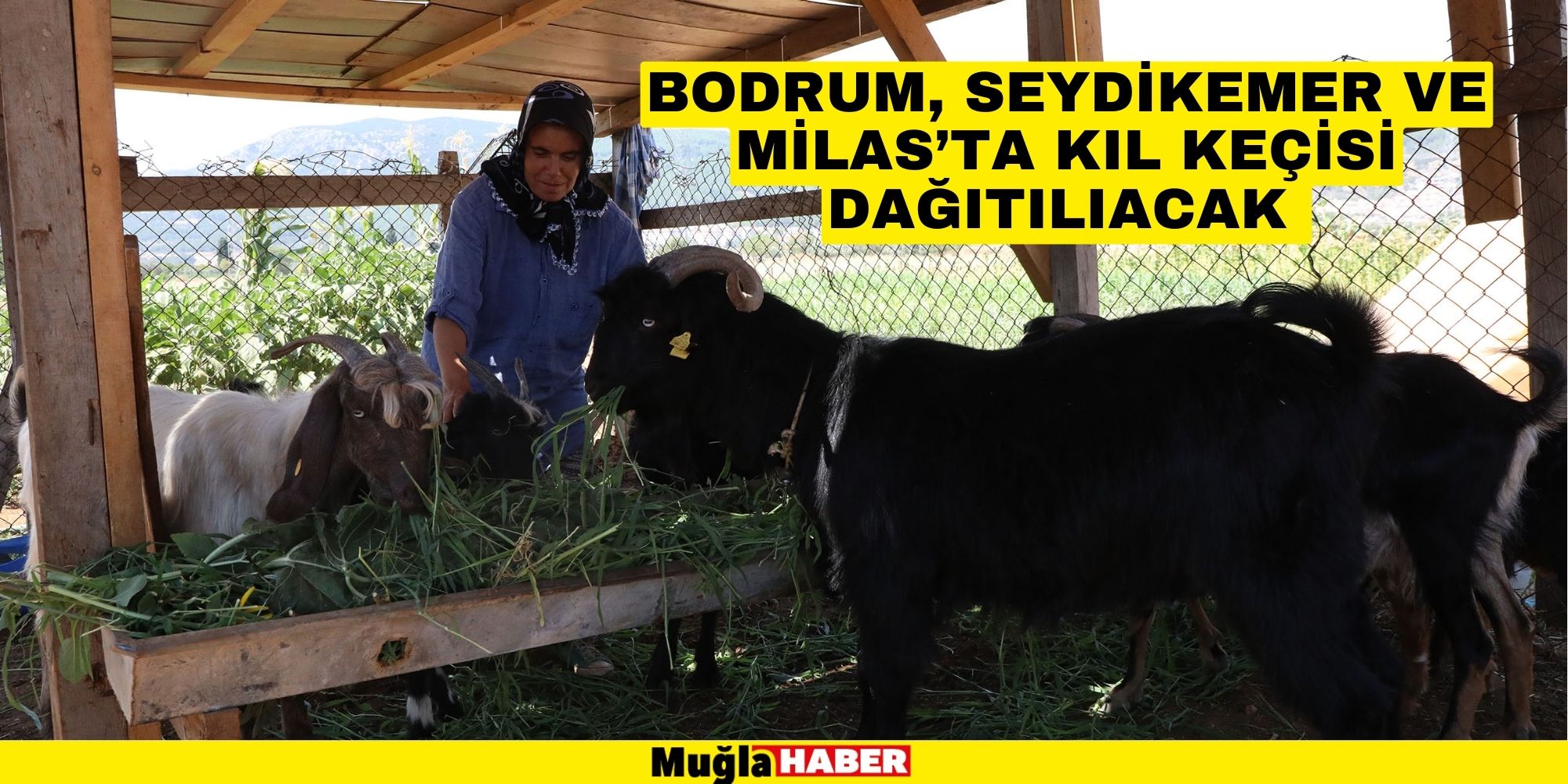 BODRUM, SEYDİKEMER VE MİLAS’TA KIL KEÇİSİ DAĞITILIACAK