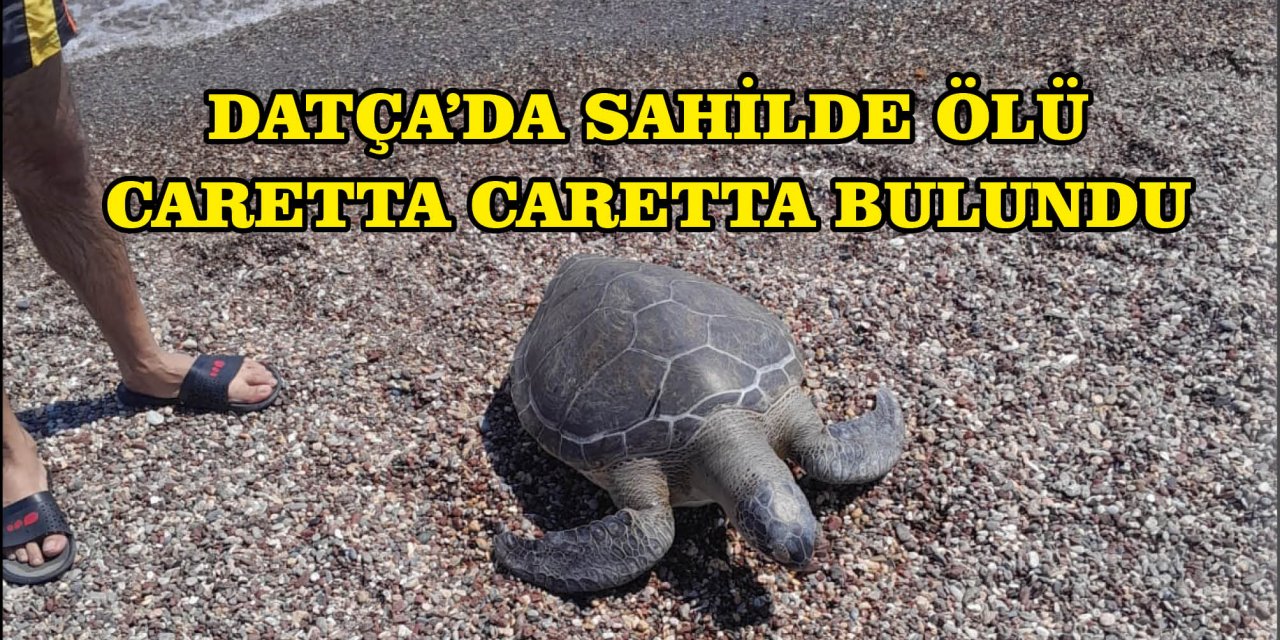 DATÇA'DA SAHİLDE ÖLÜ CARETTA CARETTA BULUNDU