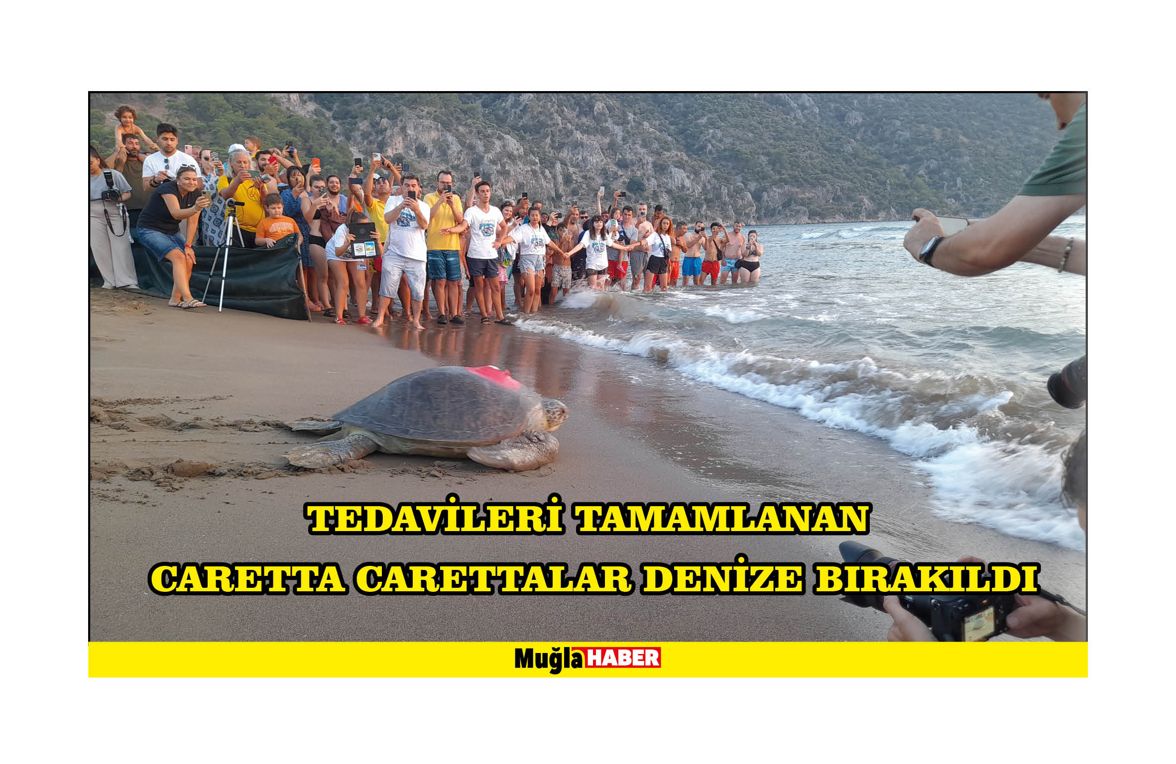 Tedavileri tamamlanan caretta carettalar denize bırakıldı