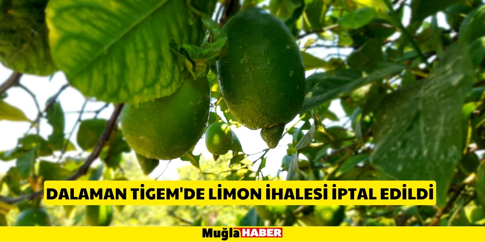 Dalaman TİGEM'de limon ihalesi iptal edildi