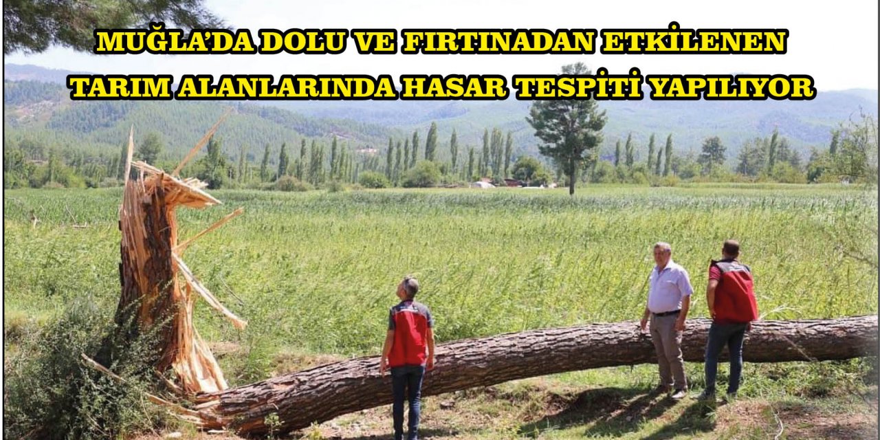 MUĞLA'DA DOLU VE FIRTINADAN ETKİLENEN TARIM ALANLARINDA HASAR TESPİTİ YAPILIYOR