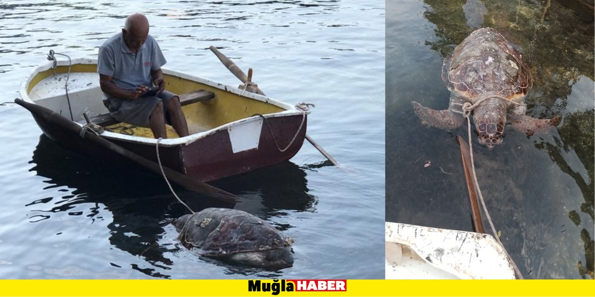 BODRUM'DA ÖLÜ CARETTA CARETTA SAHİLE VURDU