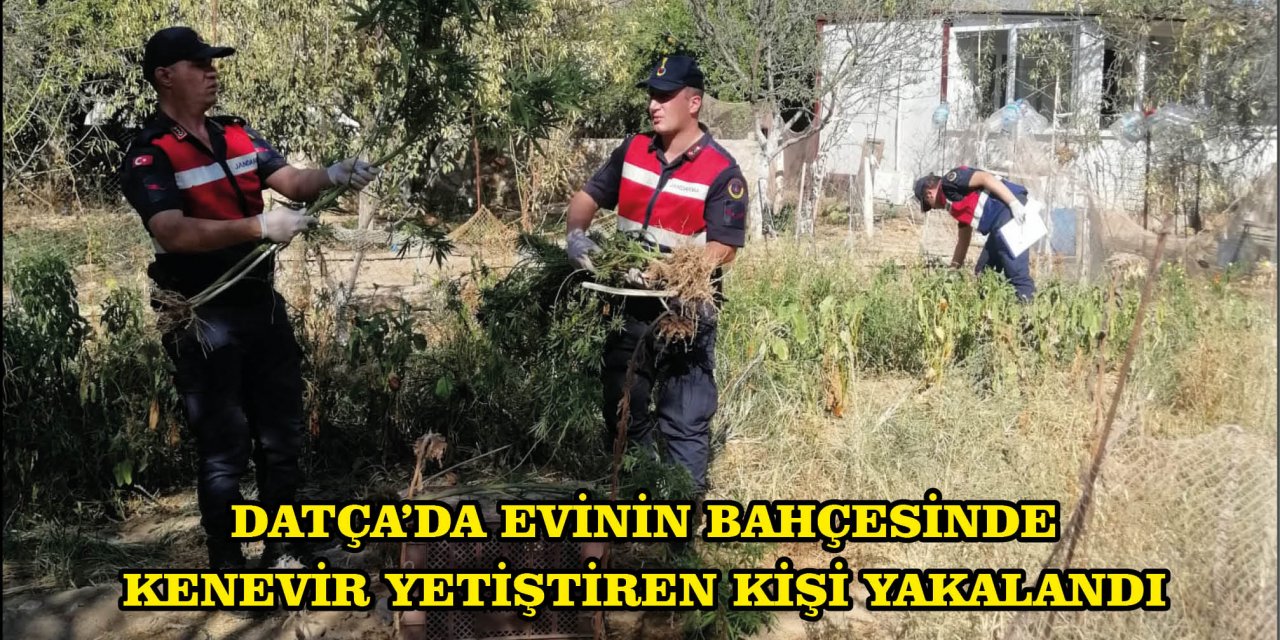 DATÇA'DA EVİNİN BAHÇESİNDE KENEVİR YETİŞTİREN KİŞİ YAKALANDI