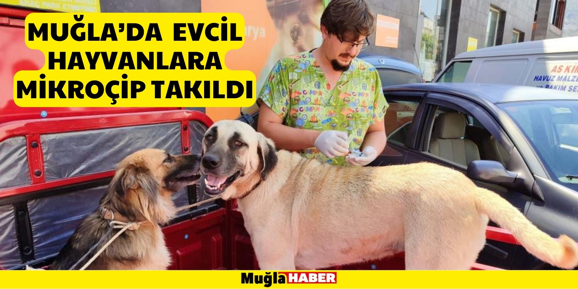 MUĞLA’DA 62 BİN 63 EVCİL HAYVANA MİKROÇİP TAKILDI