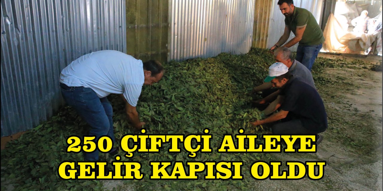 250 ÇİFTÇİ AİLEYE GELİR KAPISI OLDU