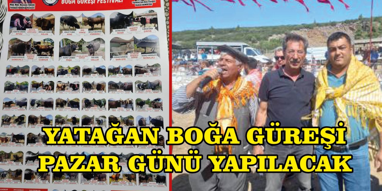 YATAĞAN BOĞA GÜREŞİ PAZAR GÜNÜ YAPILACAK