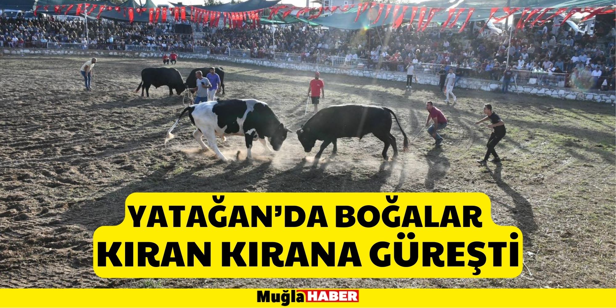 YATAĞAN’DA BOĞALAR KIRAN KIRANA GÜREŞTİ