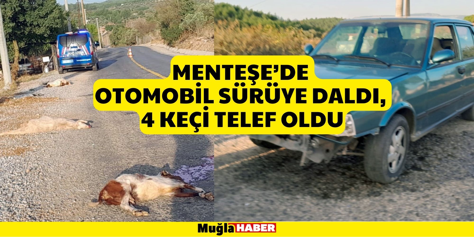 MENTEŞE’DE OTOMOBİL SÜRÜYE DALDI, 4 KEÇİ TELEF OLDU