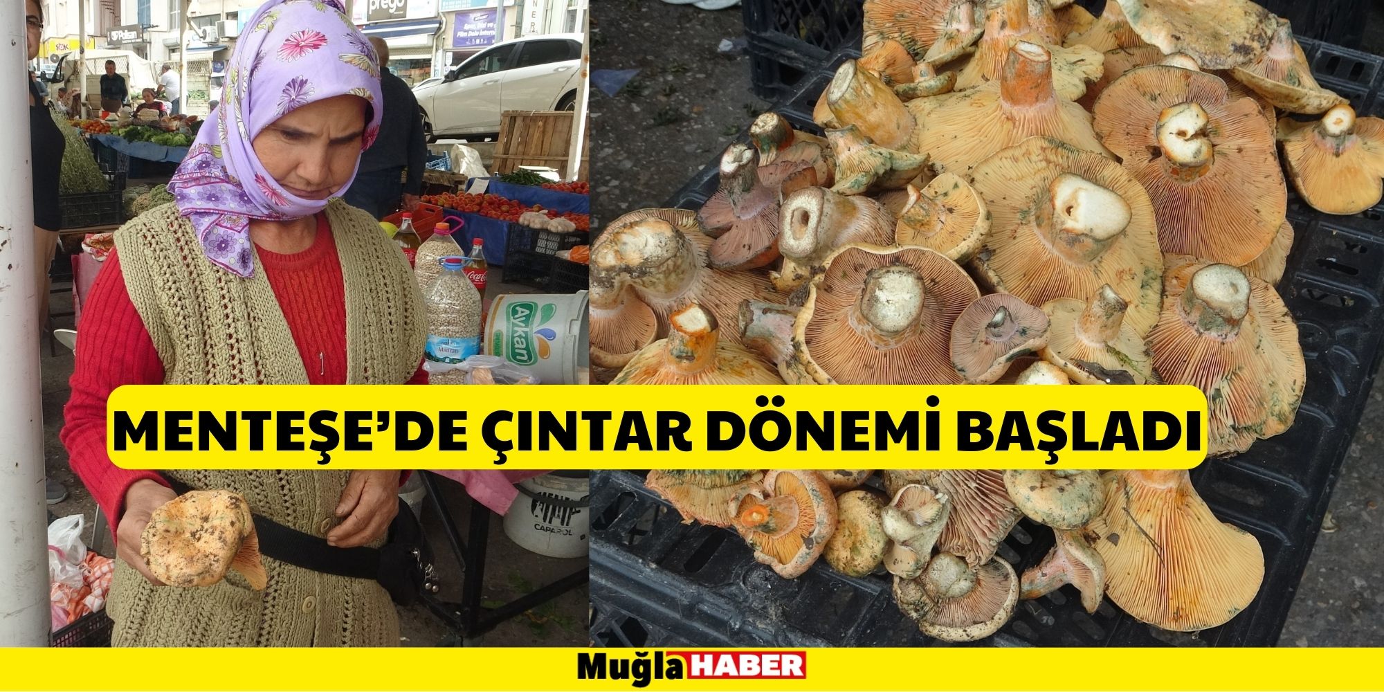 MENTEŞE'DE ÇINTAR DÖNEMİ BAŞLADI