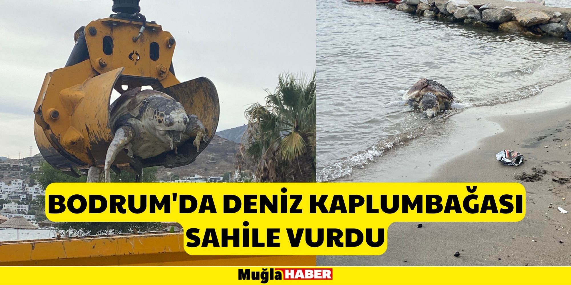 BODRUM'DA DENİZ KAPLUMBAĞASI SAHİLE VURDU