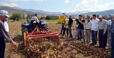 Muğla’da tütüne alternatif ürün patates