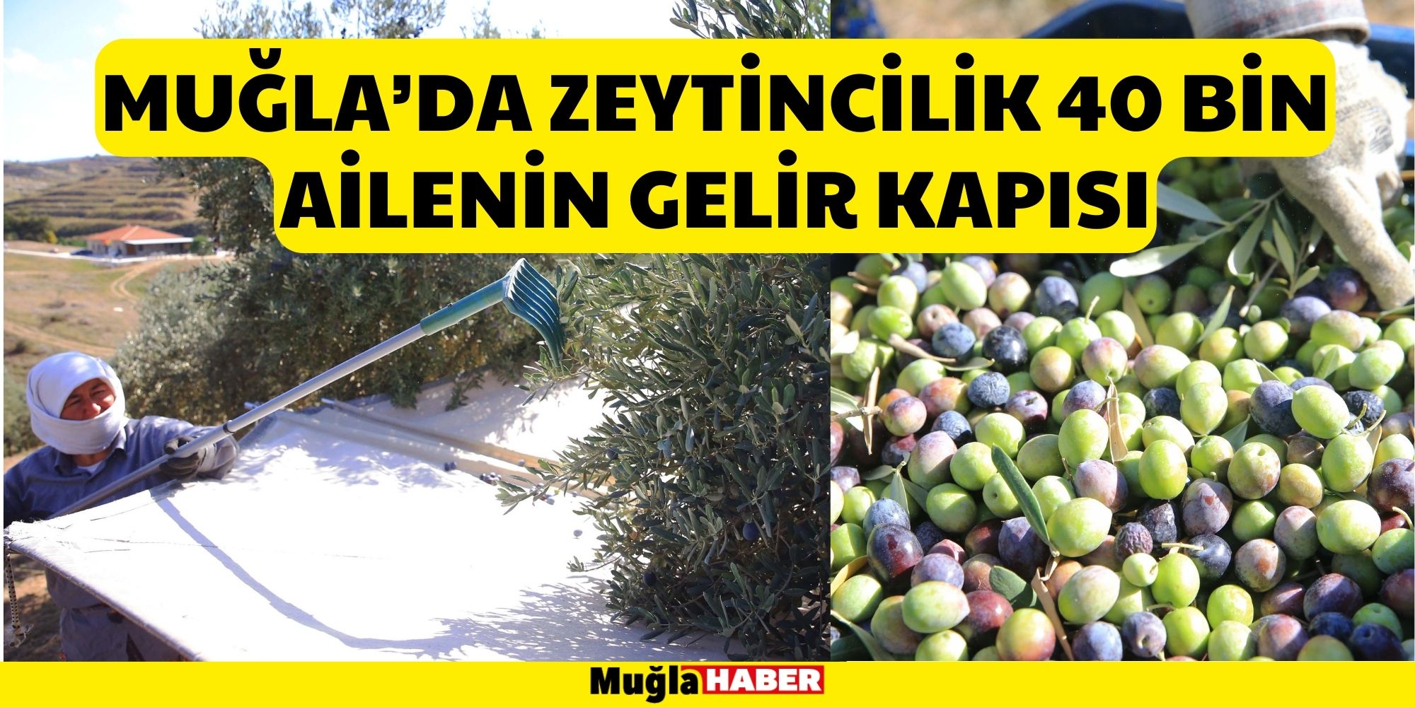 MUĞLA’DA ZEYTİNCİLİK 40 BİN AİLENİN GELİR KAPISI