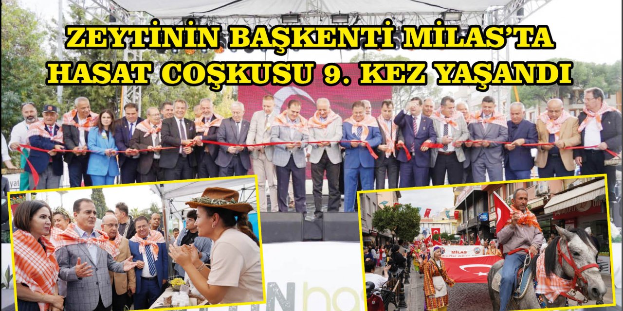 ZEYTİNİN BAŞKENTİ MİLAS’TA HASAT COŞKUSU 9. KEZ YAŞANDI