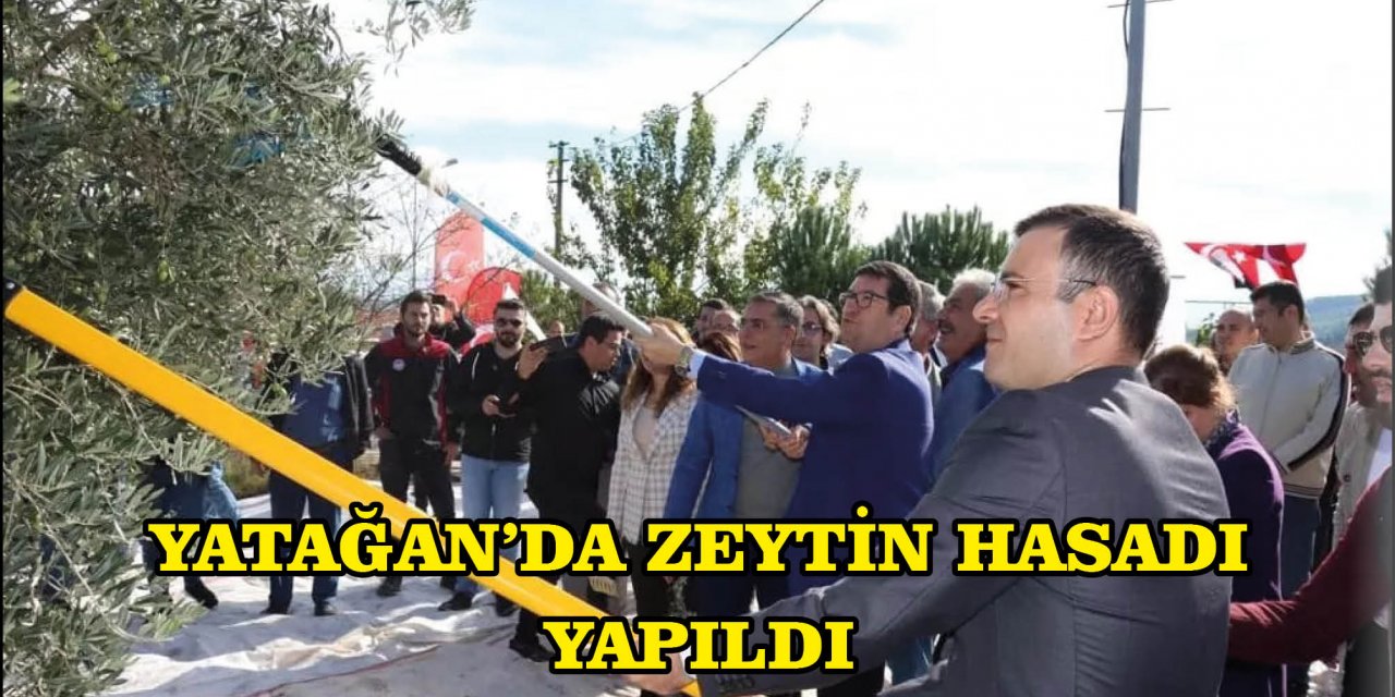 YATAĞAN’DA ZEYTİN HASADI YAPILDI