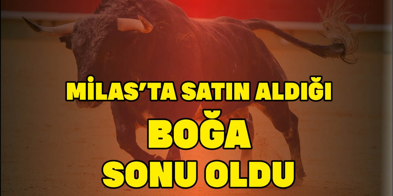 MİLAS'TA SATIN ALDIĞI BOĞA SONU OLDU