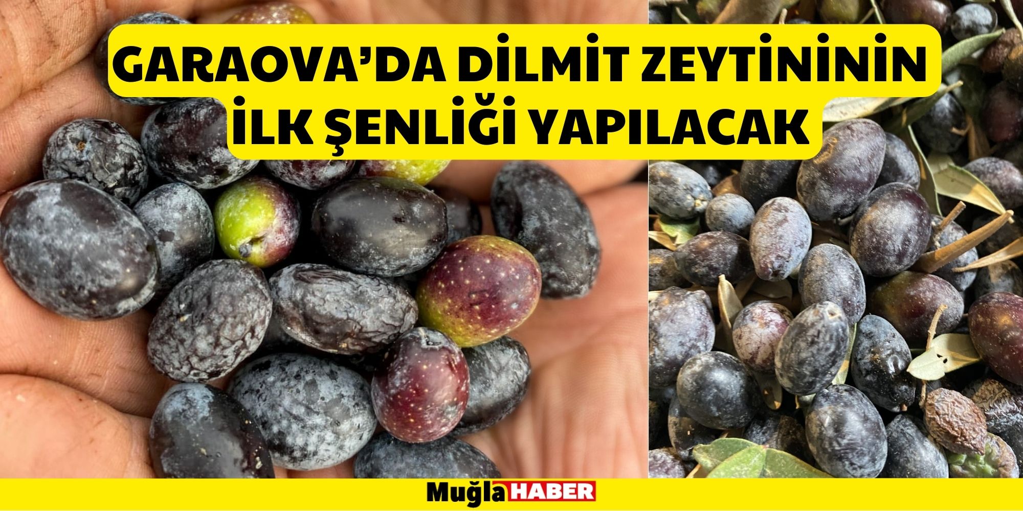 GARAOVA’DA DİLMİT ZEYTİNİNİN İLK ŞENLİĞİ YAPILACAK