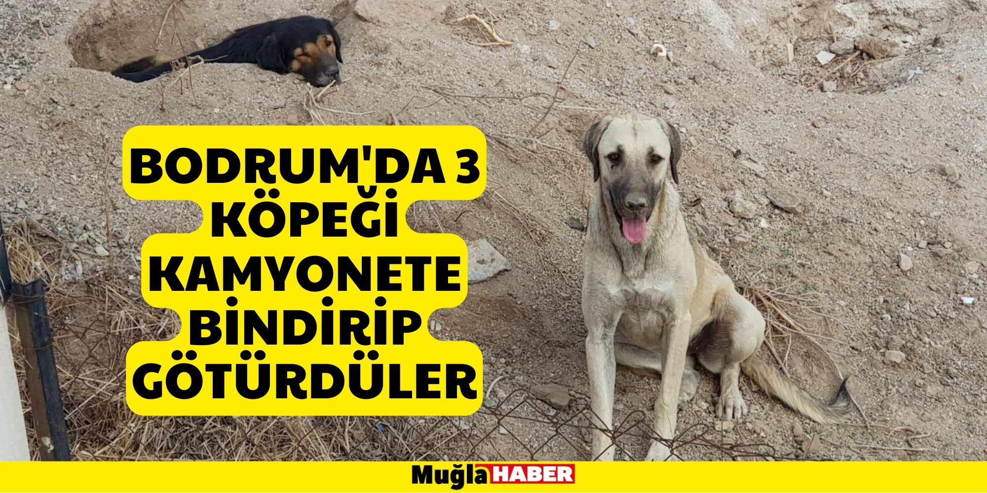 BODRUM'DA 3 KÖPEĞİ KAMYONETE BİNDİRİP GÖTÜRDÜLER