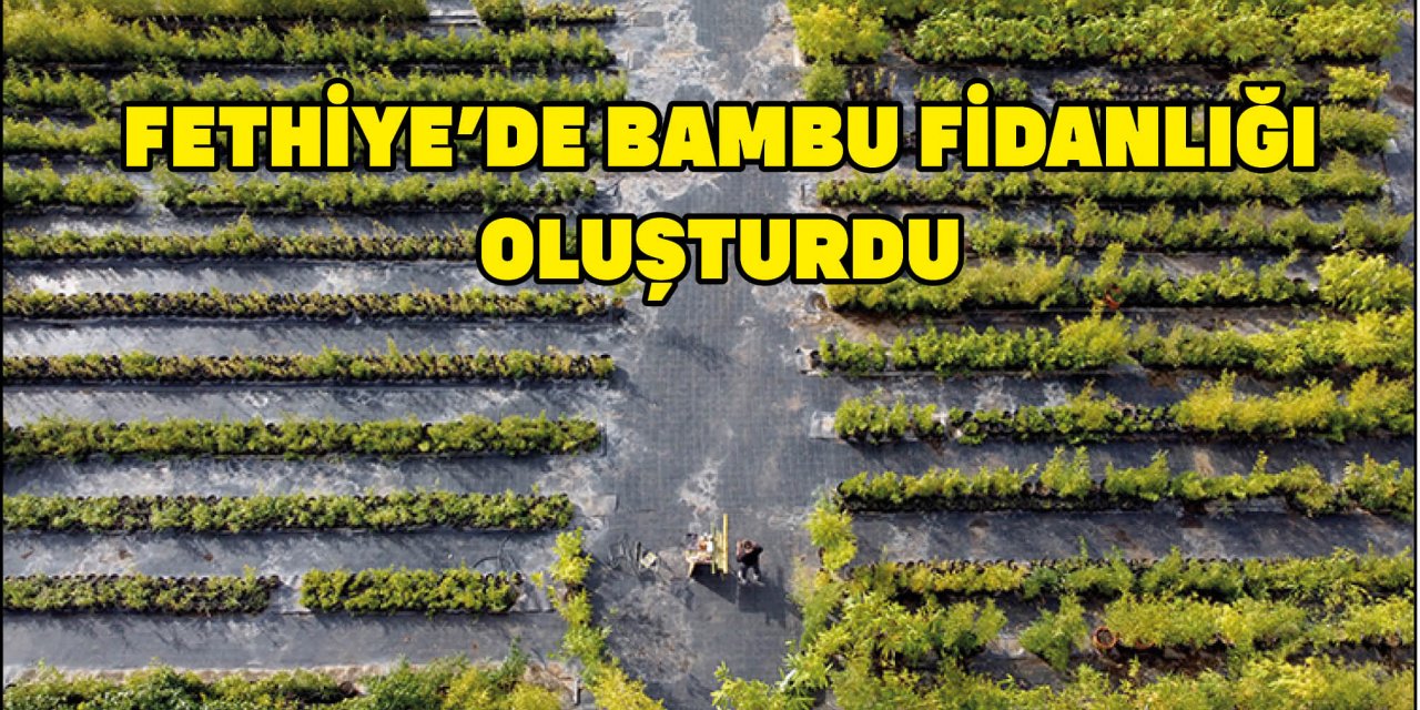 FETHİYE'DE BAMBU FİDANLIĞI OLUŞTURDU