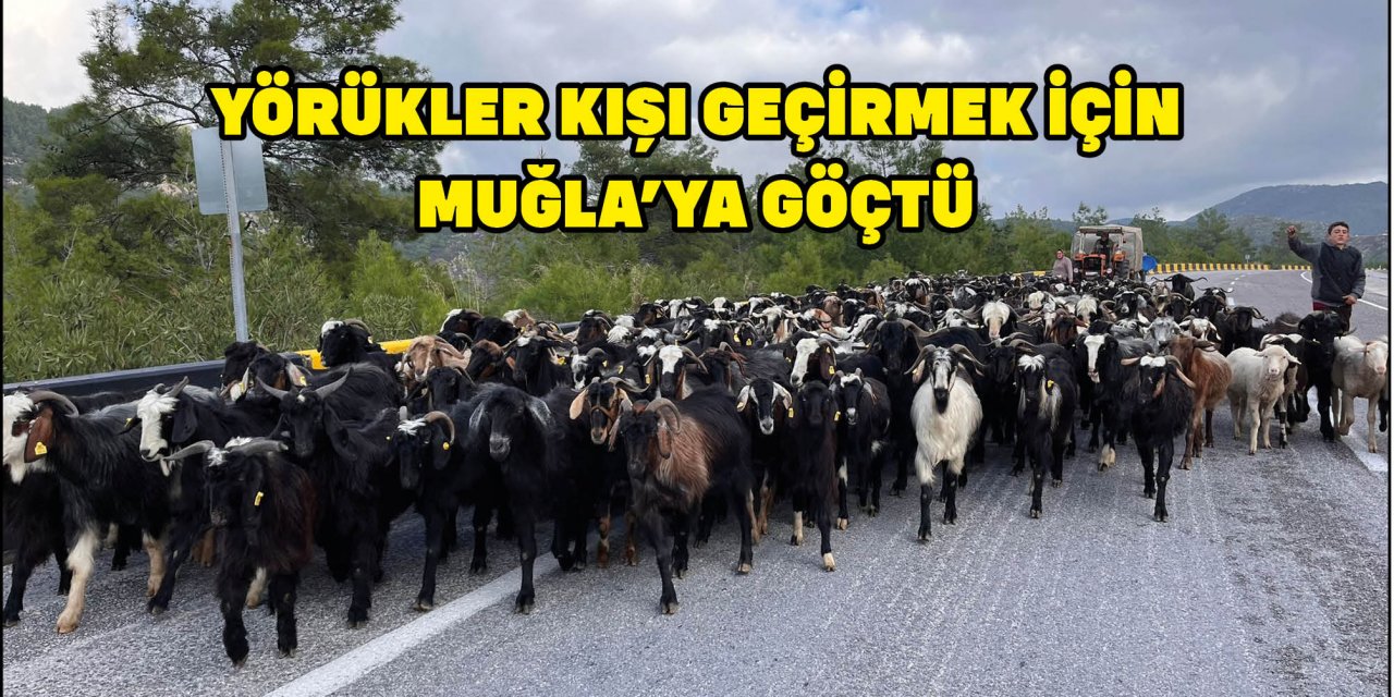 YÖRÜKLER KIŞI GEÇİRMEK İÇİN MUĞLA'YA GÖÇTÜ