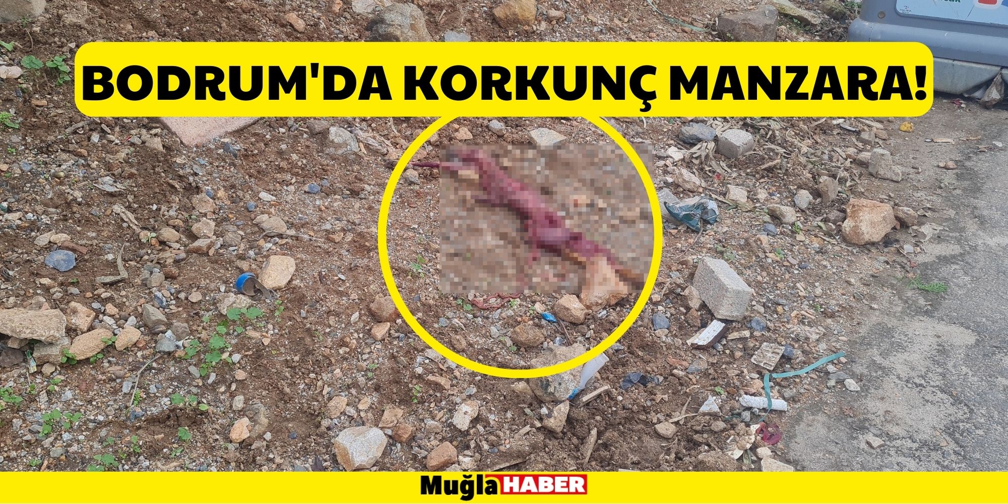 BODRUM'DA KORKUNÇ MANZARA