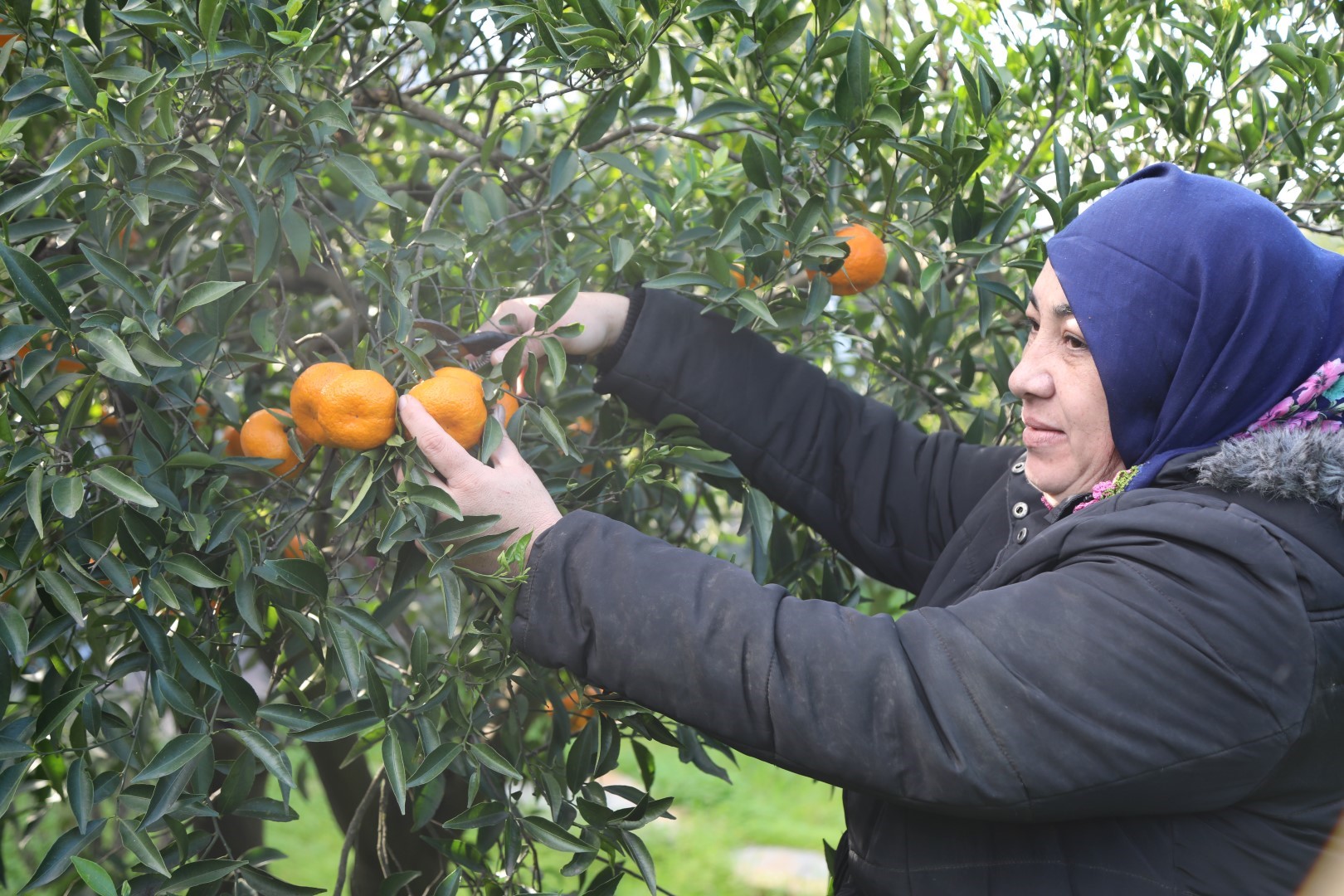 Bodrum mandalini zincir marketlerde