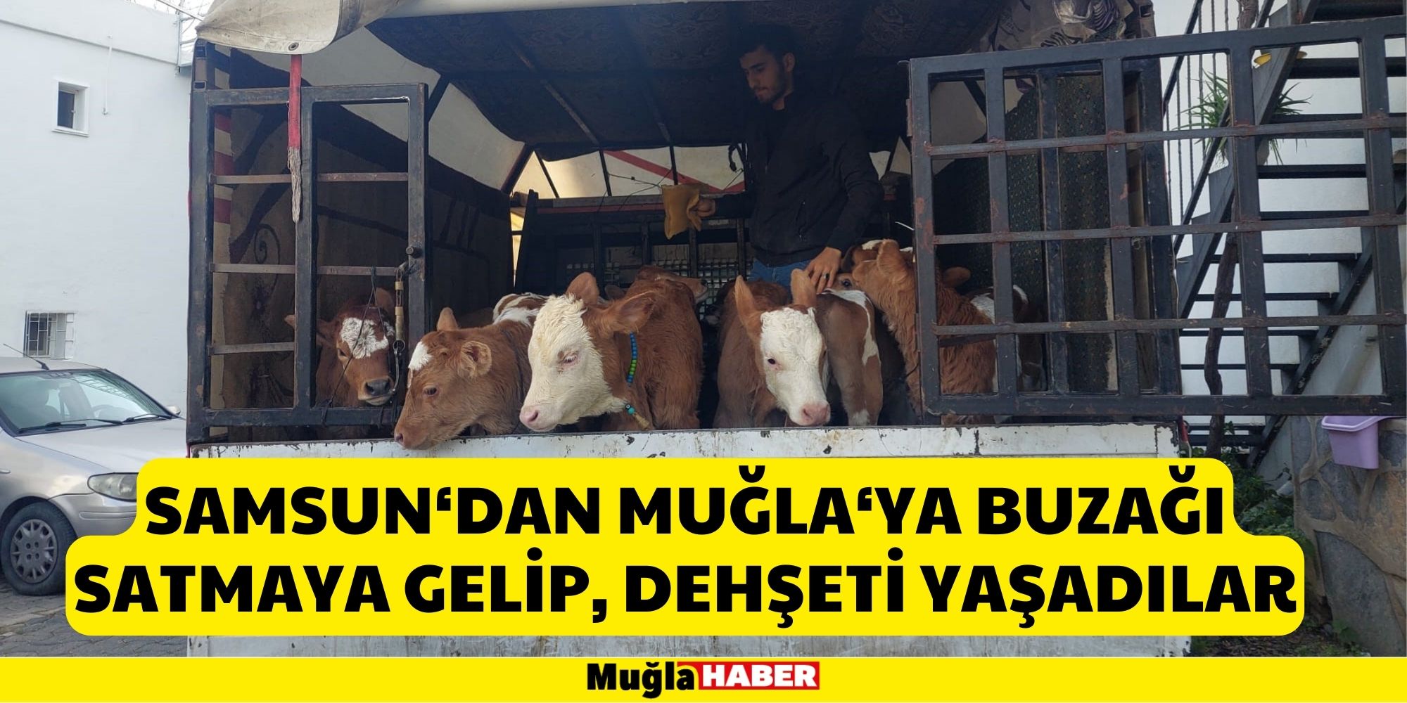 Buzağı satmaya gelip, dehşeti yaşadılar