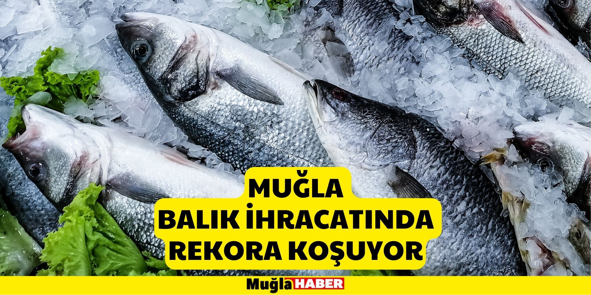 Muğla Balık İhracatında Rekora Koşuyor