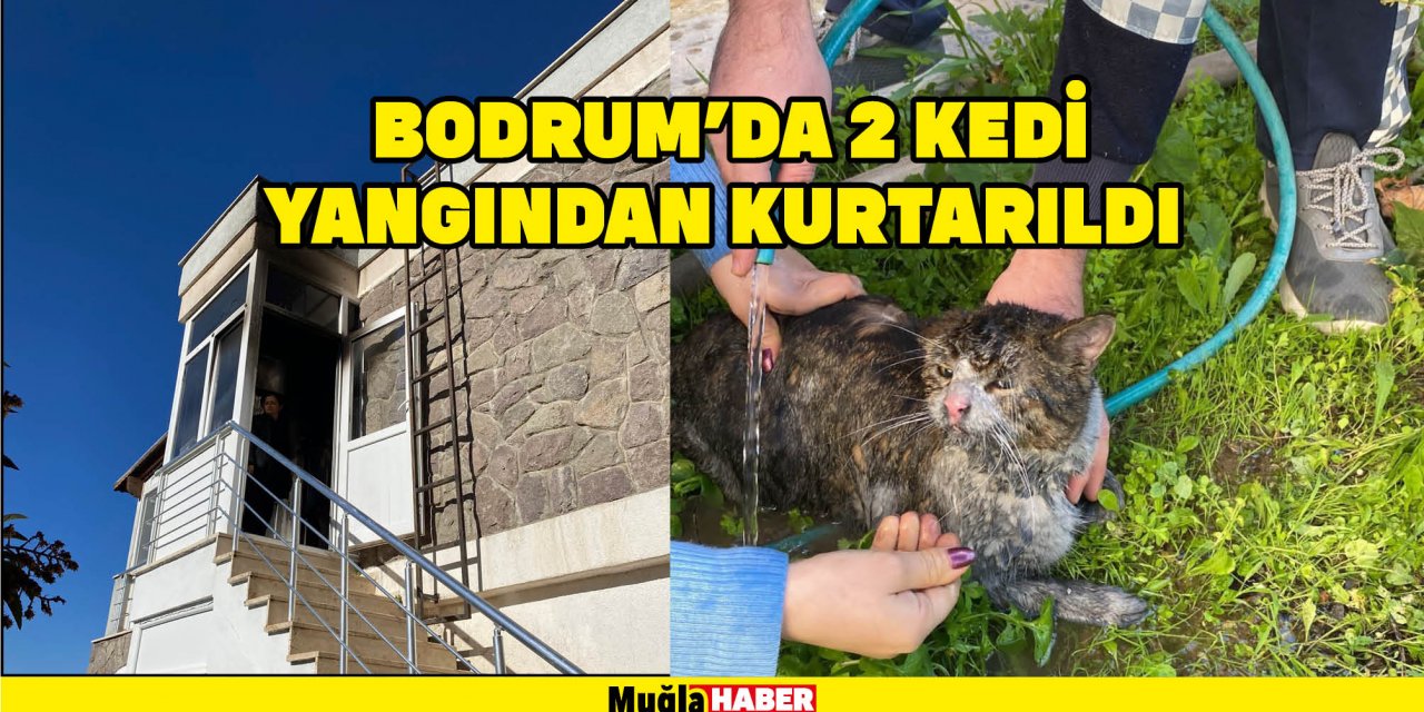 BODRUM'DA 2 KEDİ YANGINDAN KURTARILDI