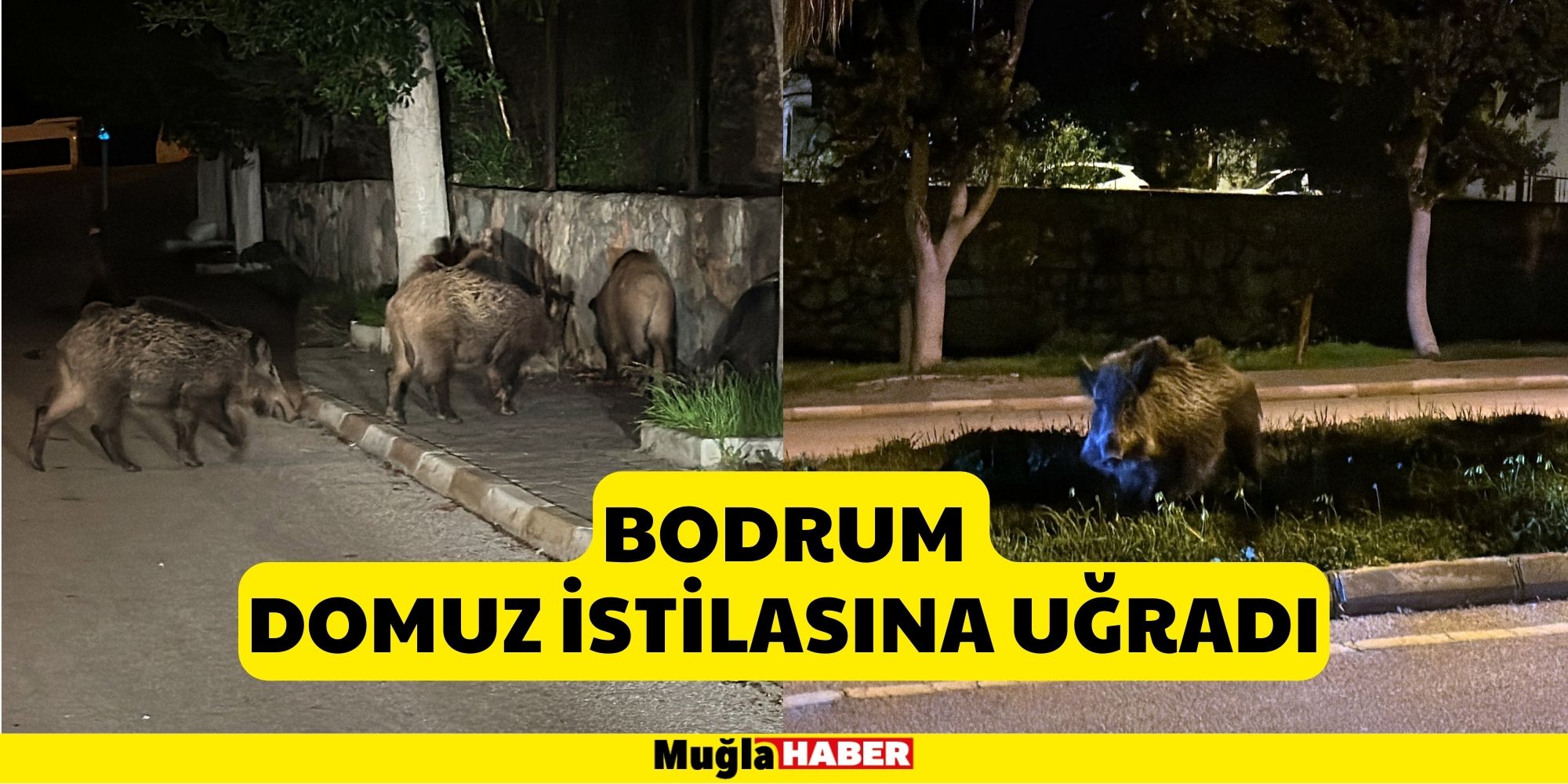 Bodrum Domuz İstilasına Uğradı