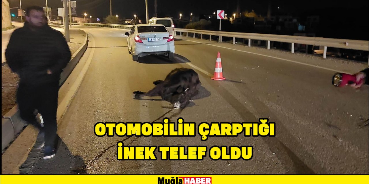 OTOMOBİLİN ÇARPTIĞI İNEK TELEF OLDU