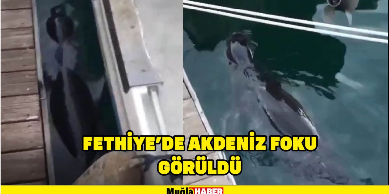 FETHİYE'DE AKDENİZ FOKU GÖRÜLDÜ