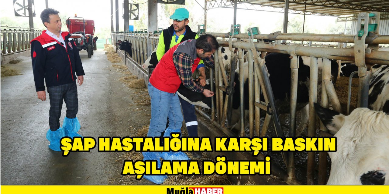 ŞAP HASTALIĞINA KARŞI BASKIN AŞILAMA DÖNEMİ