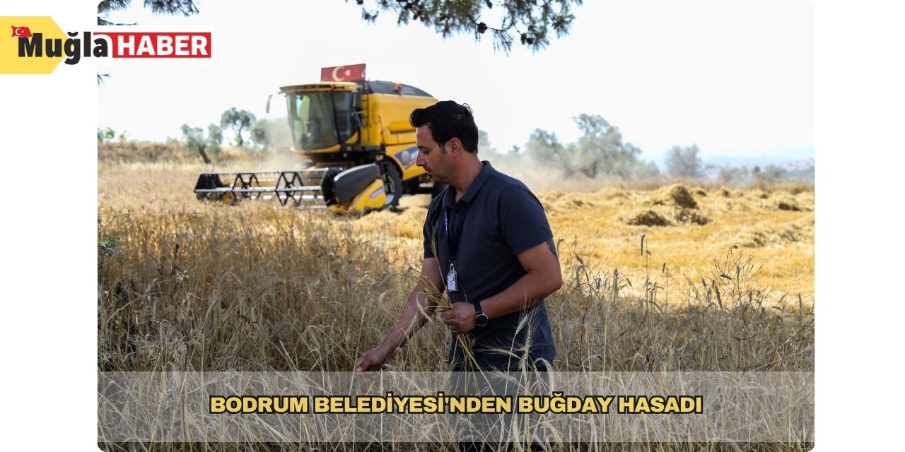 Bodrum Belediyesi'nden buğday hasadı