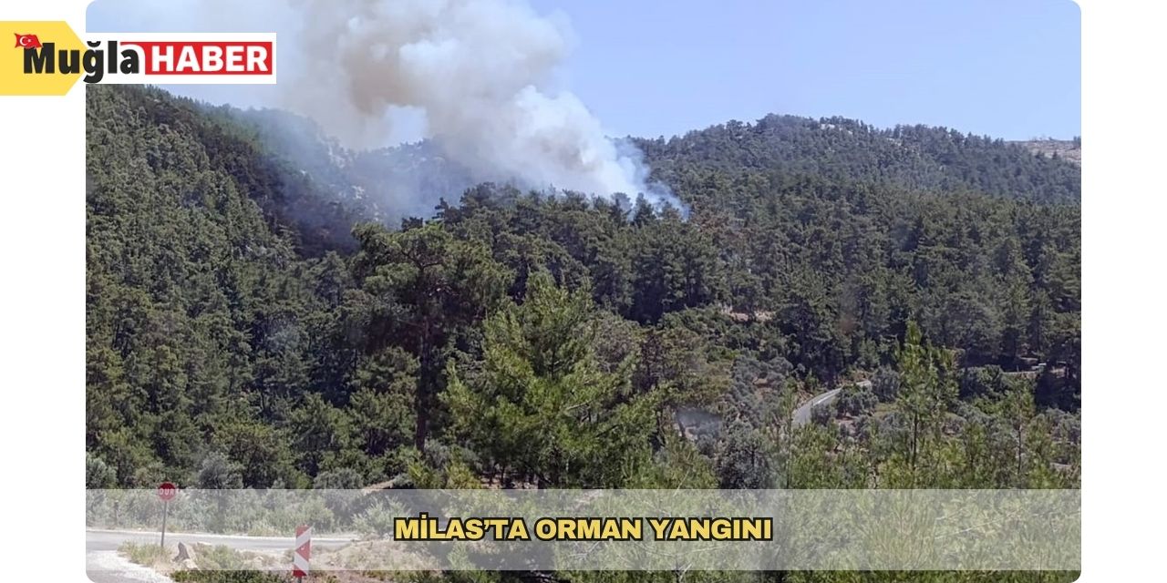 Milas’ta orman yangını